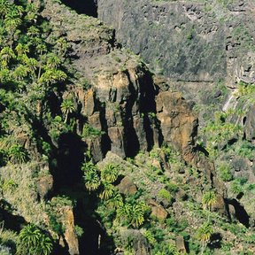 Palmeras dispersas en el fondo de un barranco rocoso.
