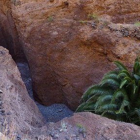 Palmera al pie de un tajo de roca rojiza.
