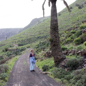Palmera solitaria junto a un camino, con una persona al pie.