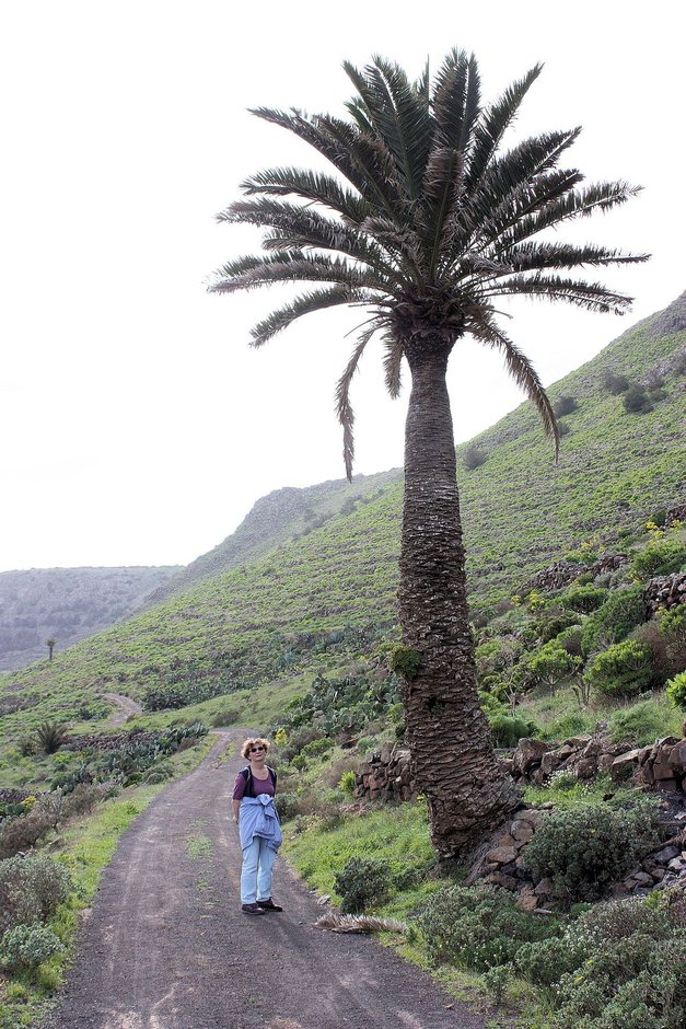Palmera solitaria junto a un camino, con una persona al pie.