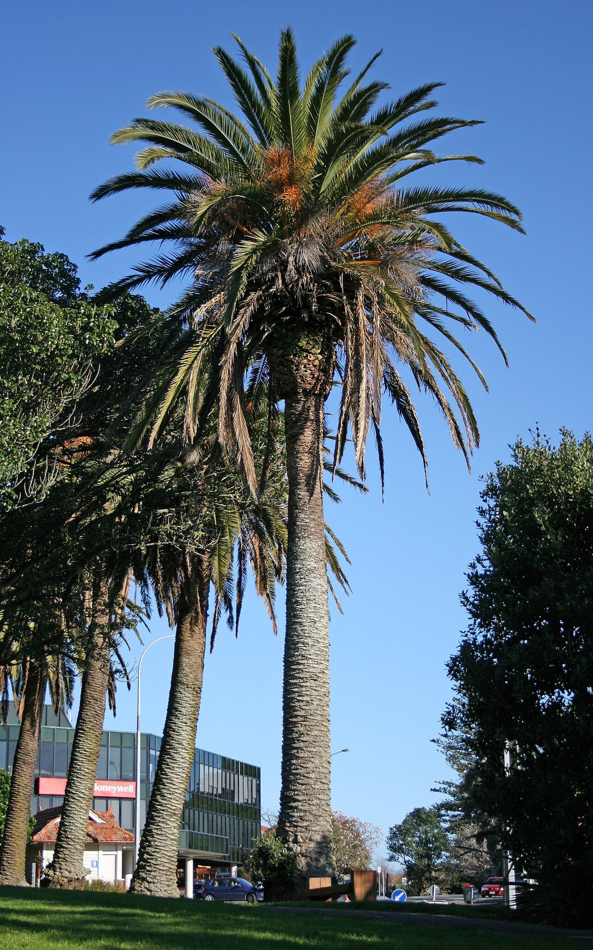 Dos palmeras altas en un parque, contra el cielo azul.