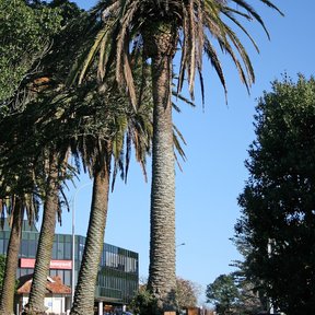 Dos palmeras altas en un parque, contra el cielo azul.