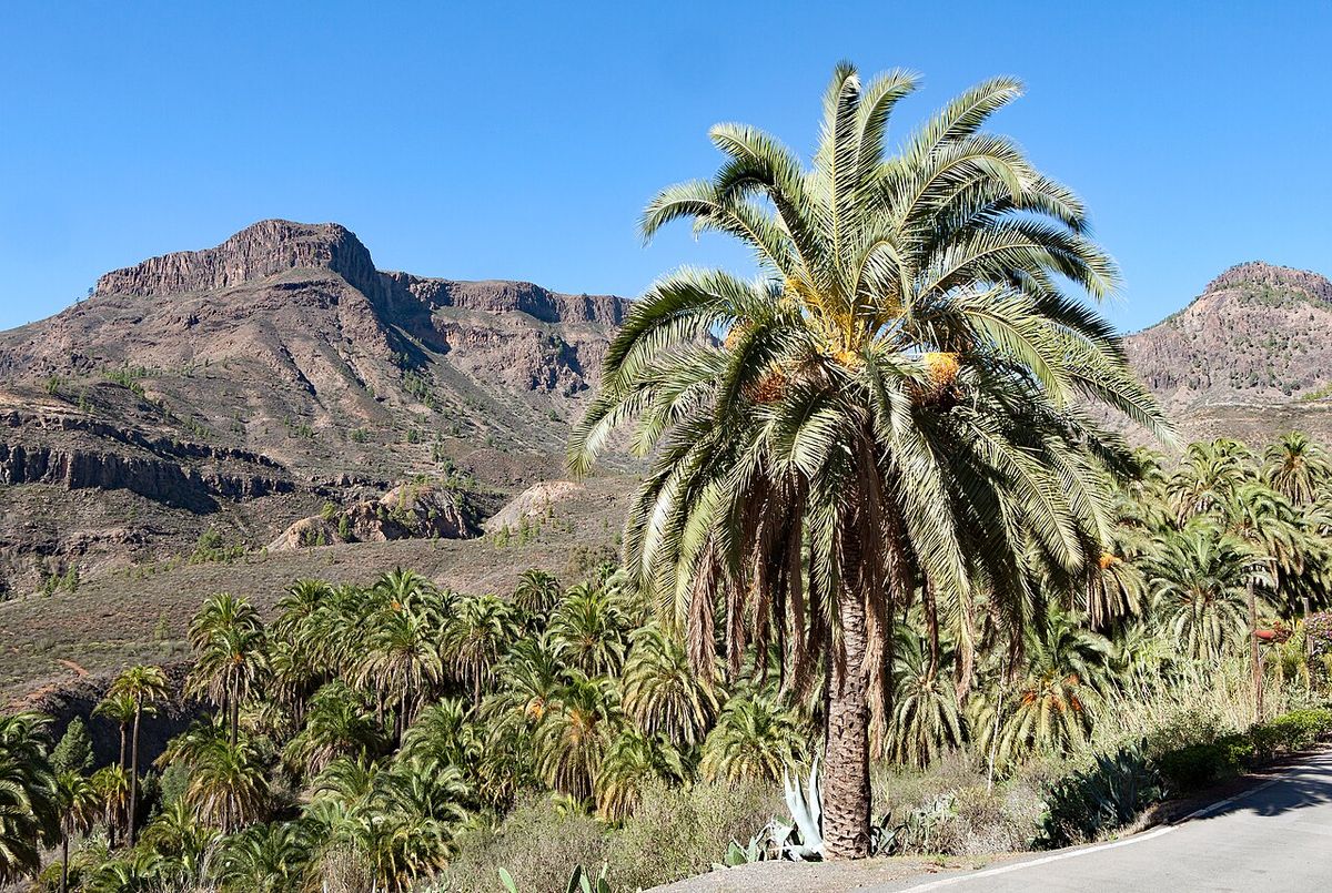 Palmera de corona ancha con la sierra al fondo.