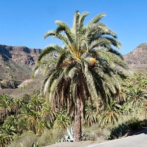 Palmera de corona ancha con la sierra al fondo.