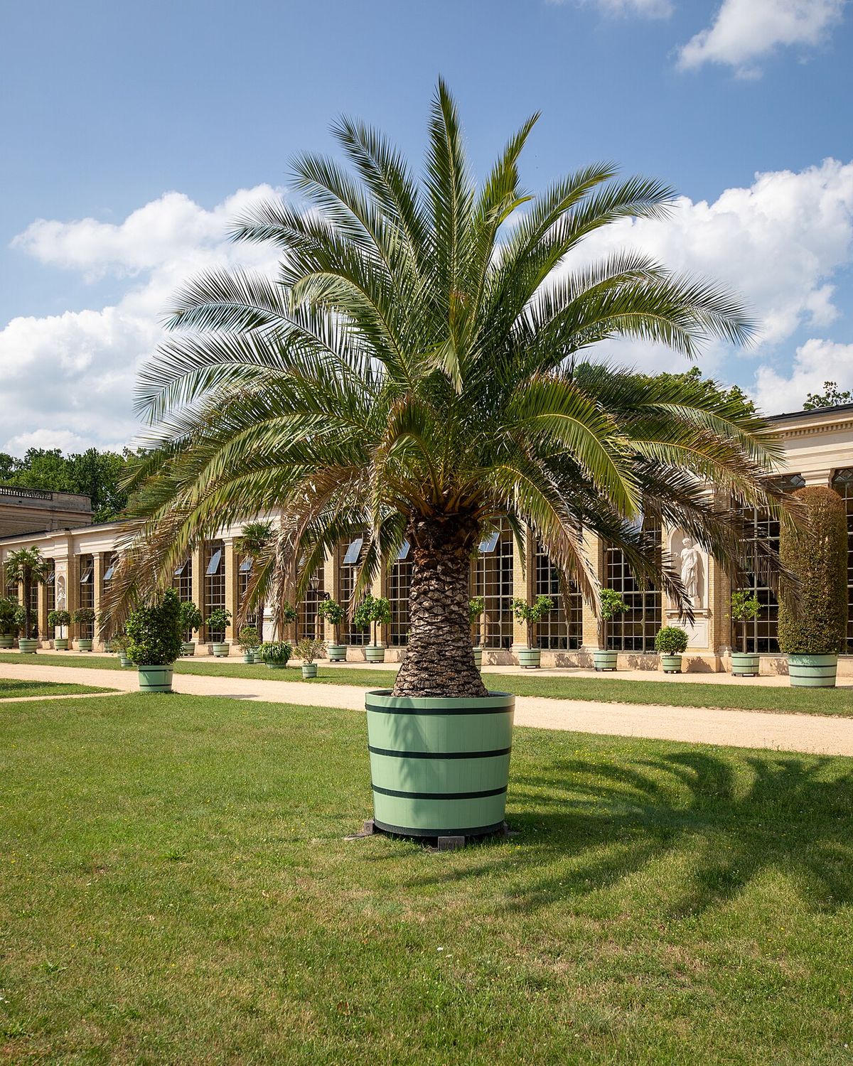 Palmera en maceta sobre el césped, frente a un invernadero.