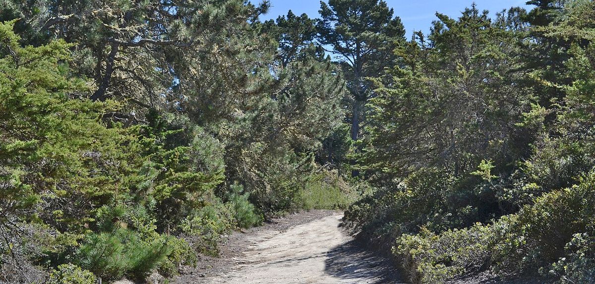 Pinos bajos a los lados de un camino de arena.