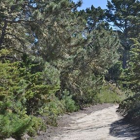 Pinos bajos a los lados de un camino de arena.