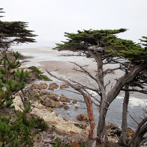 Pinos moldeados por el viento en un acantilado sobre el mar.
