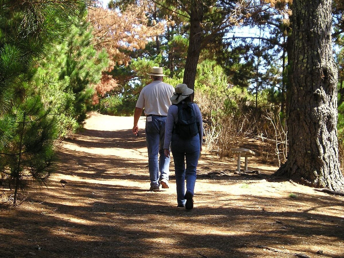 Camino de tierra entre troncos de pino, con dos personas al fondo.