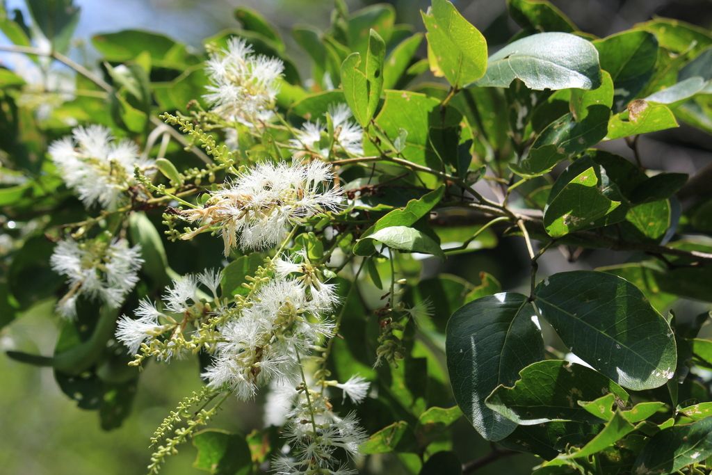 Espigas de flores blancas entre hojas verdes.