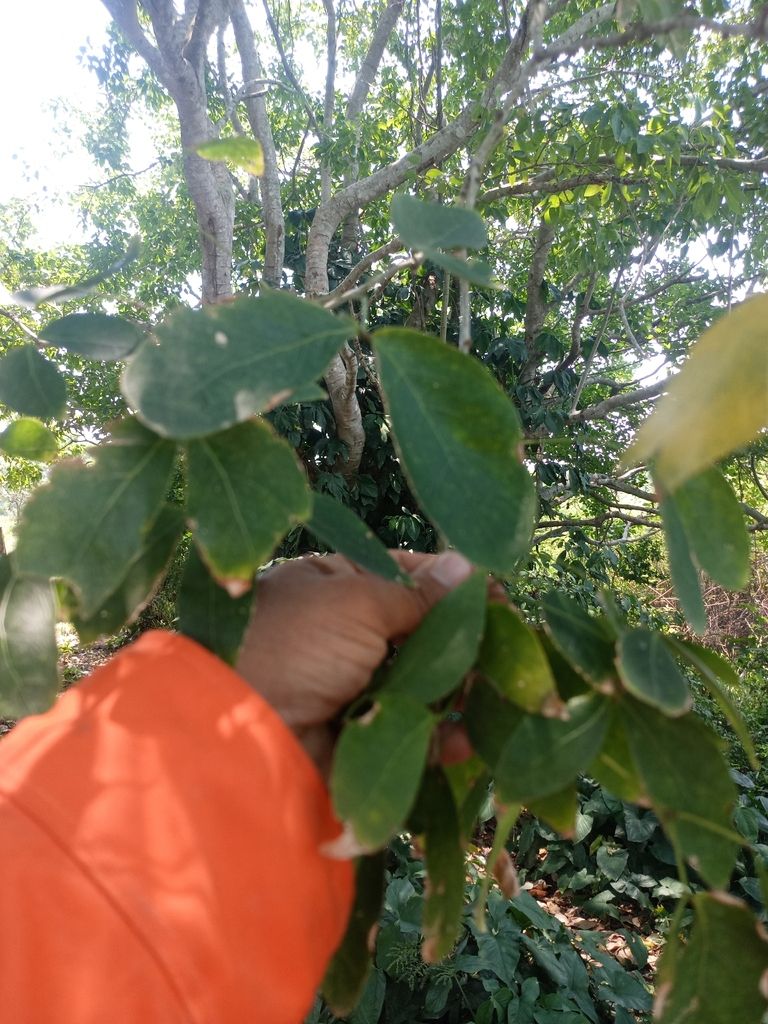 Una mano acerca una rama con hojas ovaladas y brillantes.
