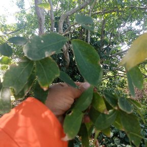 Una mano acerca una rama con hojas ovaladas y brillantes.