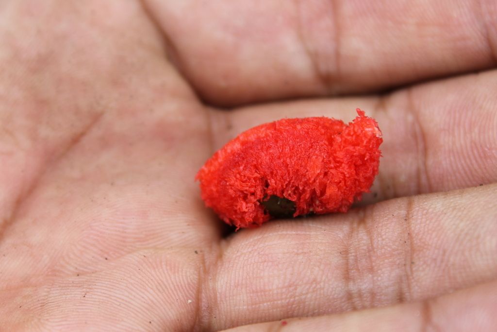 Semilla cubierta por un arilo rojo, sostenida en una mano.