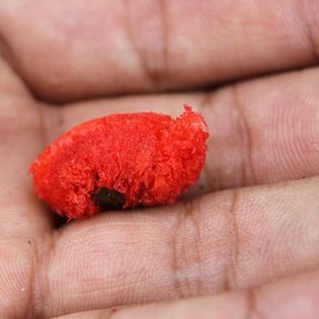 Semilla cubierta por un arilo rojo, sostenida en una mano.