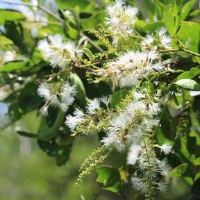 Espigas de flores blancas y esponjosas sobre el follaje.