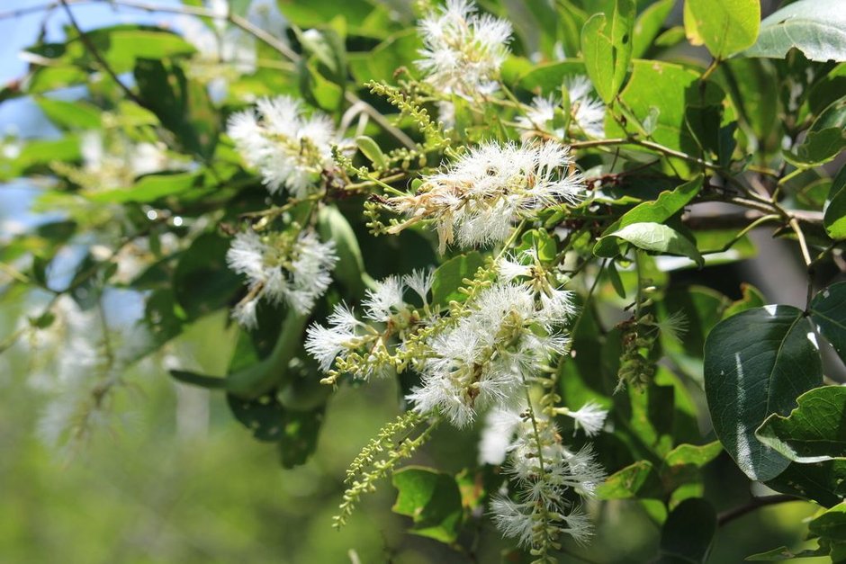Espigas de flores blancas y esponjosas sobre el follaje.