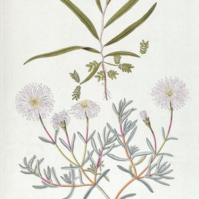 Lámina botánica antigua con hojas, flores y una planta suculenta.
