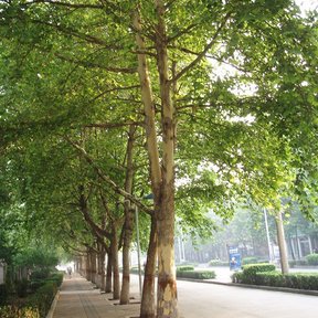 Hilera de plátanos a lo largo de una avenida.