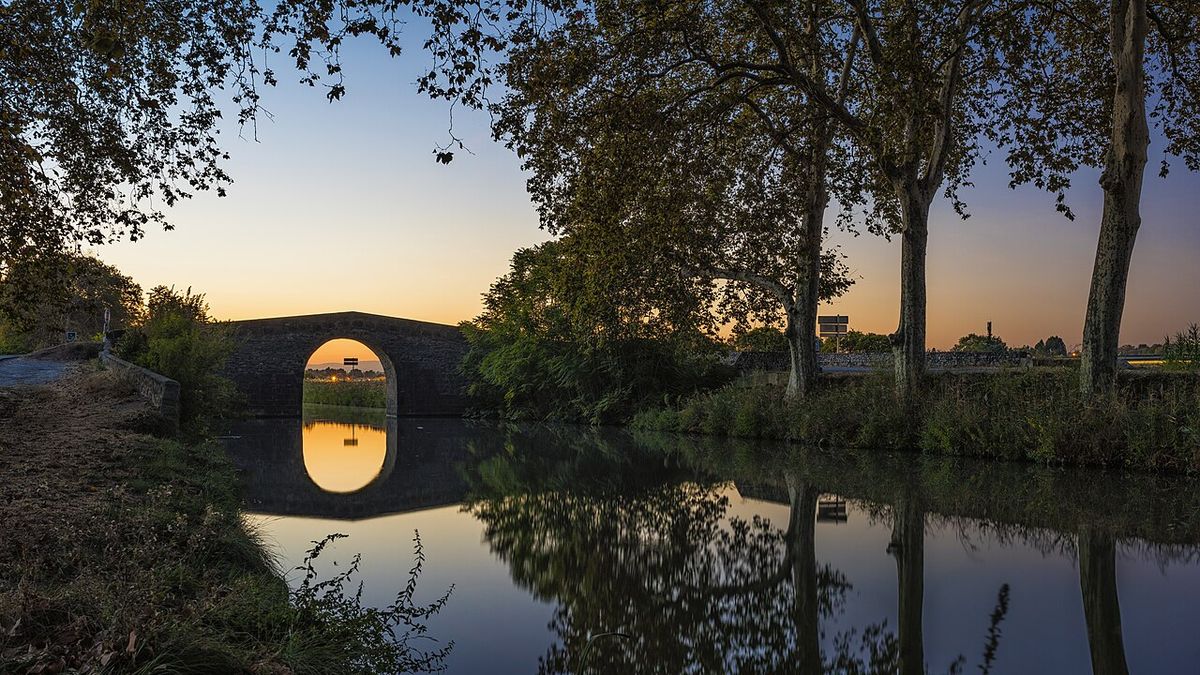 Plátanos alineados en la orilla de un canal, al atardecer.