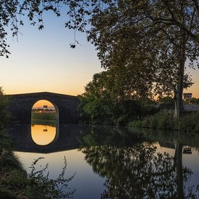 Plátanos alineados en la orilla de un canal, al atardecer.