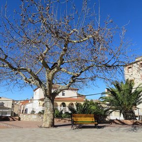 Plátano sin hojas en una plaza, con las ramas abiertas contra el cielo.
