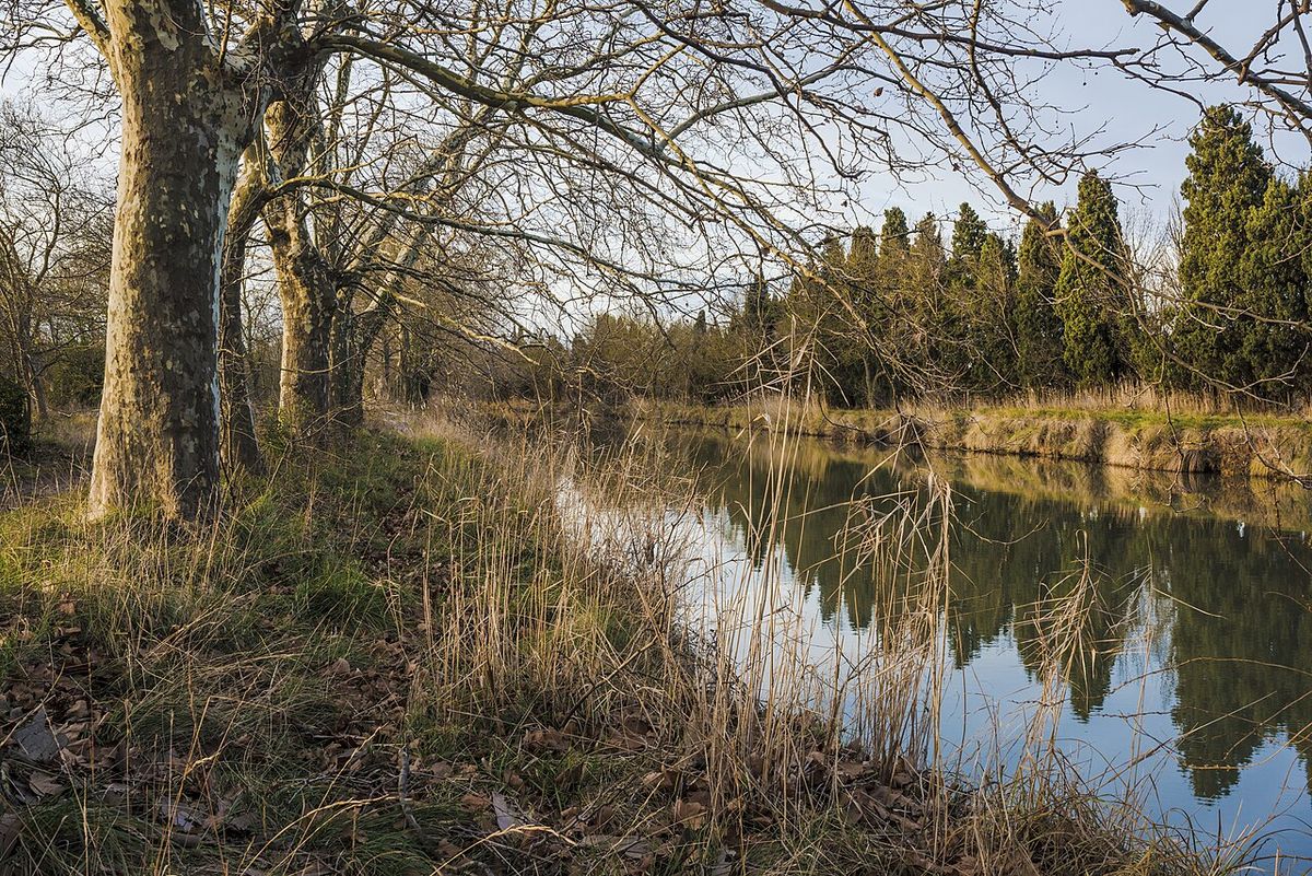 Plátanos invernales a lo largo de un canal.