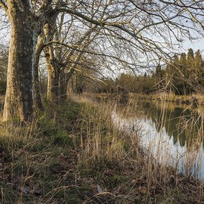 Plátanos invernales a lo largo de un canal.