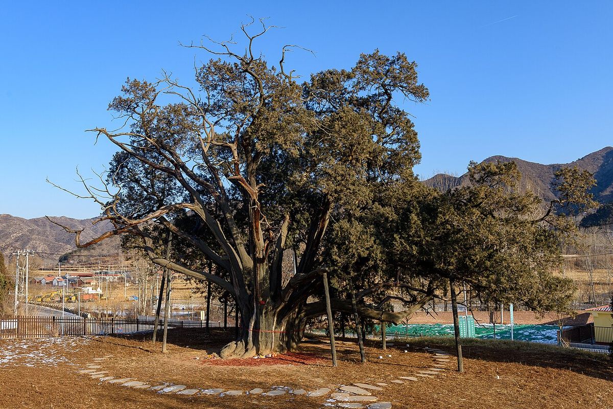 Ejemplar muy viejo, de tronco retorcido y apuntalado, en un llano seco.