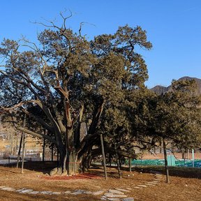 Ejemplar muy viejo, de tronco retorcido y apuntalado, en un llano seco.