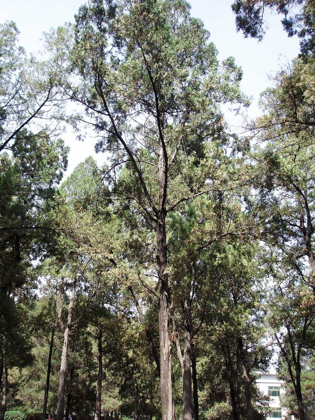 Troncos altos y delgados en una arboleda cerrada.