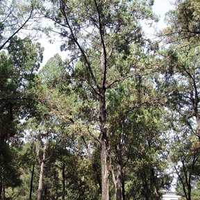 Troncos altos y delgados en una arboleda cerrada.