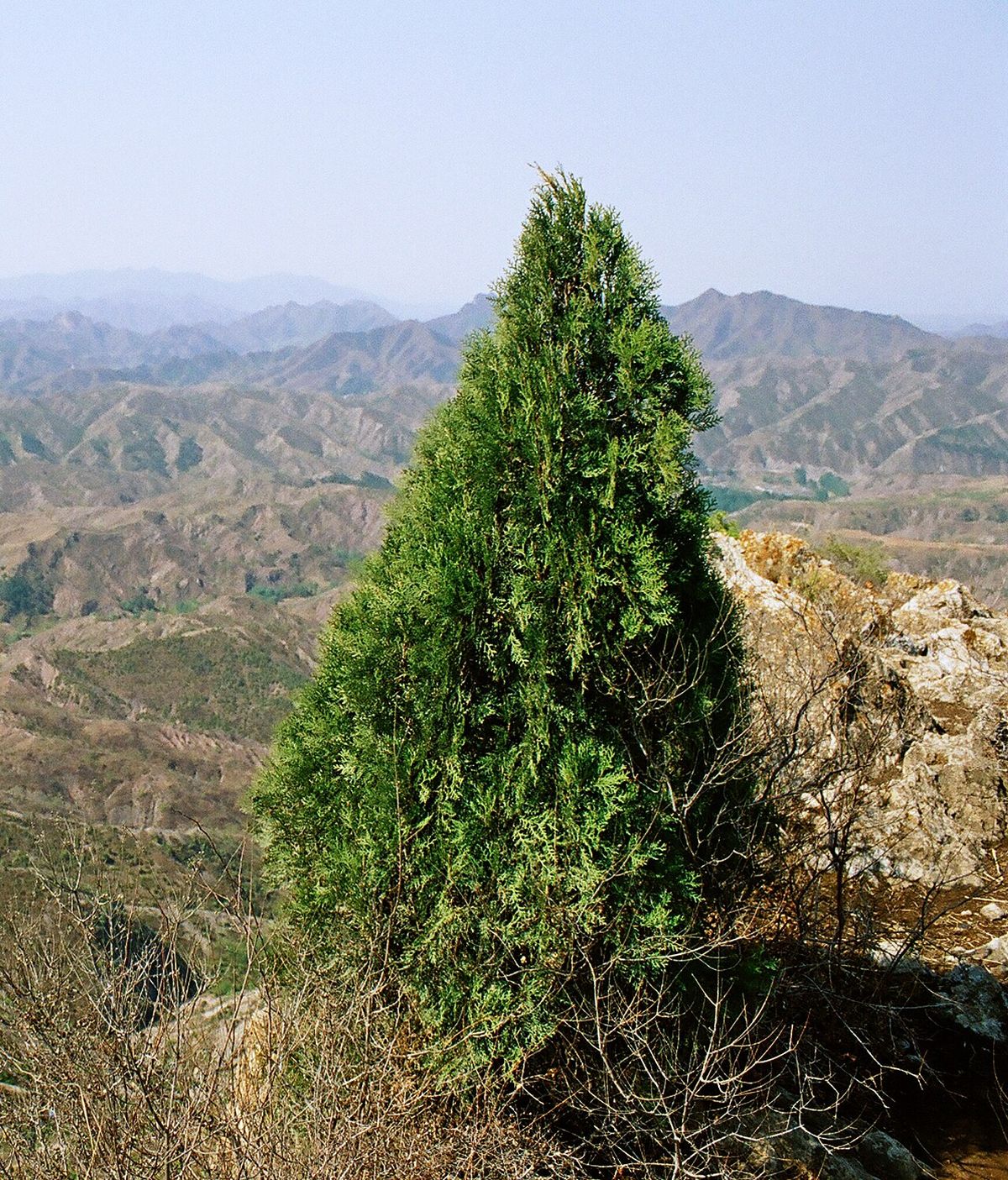 Árbol joven de copa cónica y compacta, sobre un cerro.