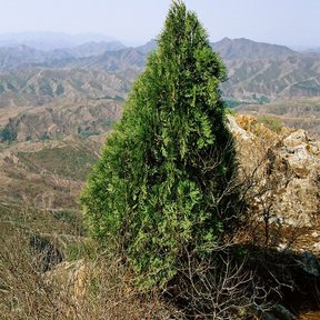 Árbol joven de copa cónica y compacta, sobre un cerro.