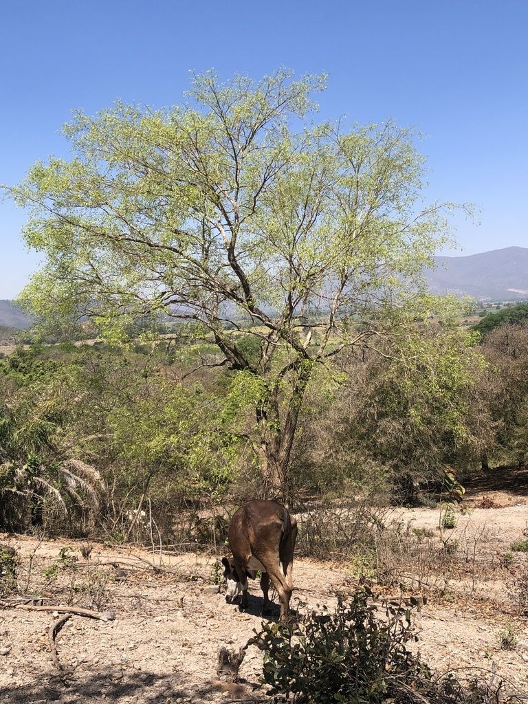 Árbol entero en un llano seco, con una vaca a su sombra.
