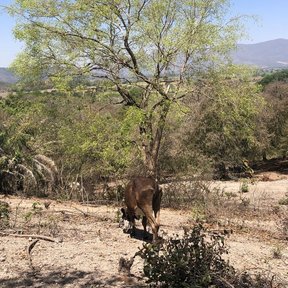 Árbol entero en un llano seco, con una vaca a su sombra.