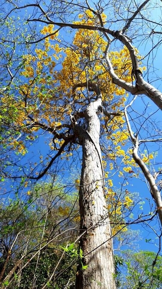Tronco recto y copa en flor amarilla, contra el cielo azul.