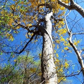 Tronco recto y copa en flor amarilla, contra el cielo azul.