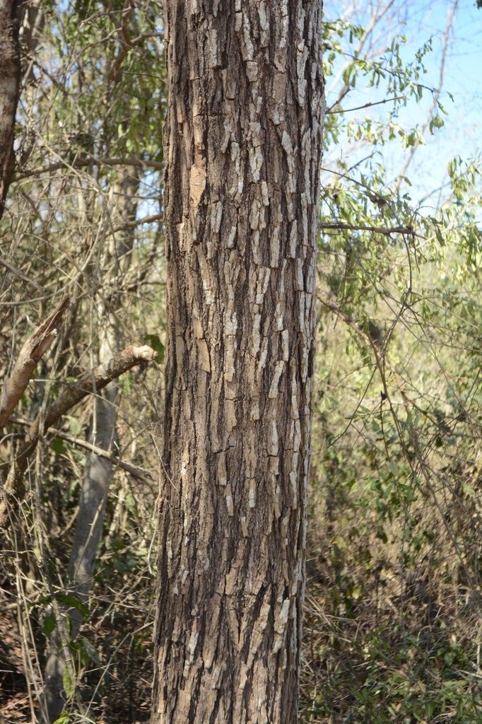 Tronco de corteza fisurada en tiras verticales.