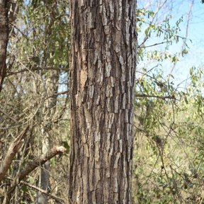 Tronco de corteza fisurada en tiras verticales.