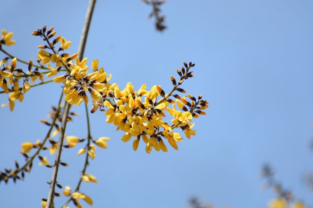 Racimo de flores amarillas en una rama, contra el cielo.