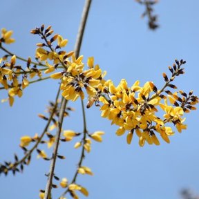 Racimo de flores amarillas en una rama, contra el cielo.