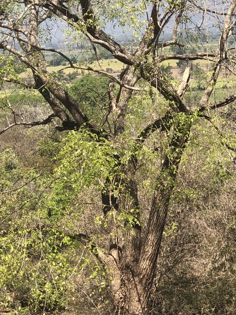 Copa del árbol sobre la vegetación seca, con el valle al fondo.