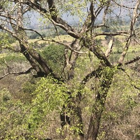 Copa del árbol sobre la vegetación seca, con el valle al fondo.