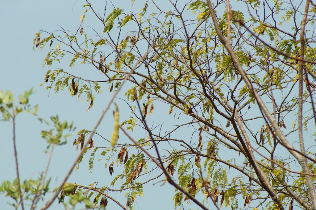 Ramas con vainas colgantes y hojas nuevas, contra el cielo.
