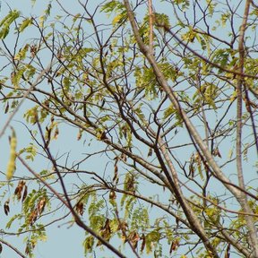 Ramas con vainas colgantes y hojas nuevas, contra el cielo.