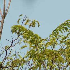 Hojas compuestas y plumosas recortadas contra el cielo.
