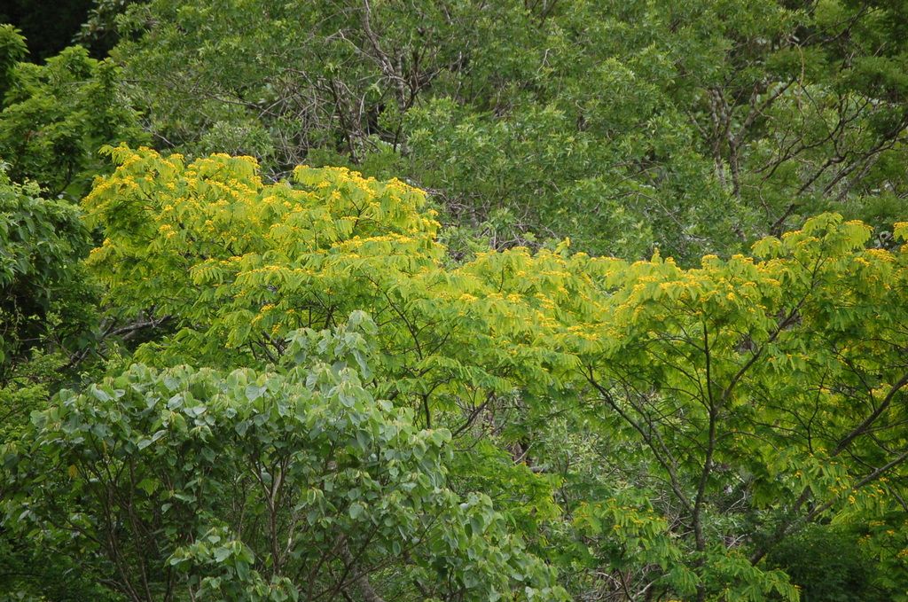 Copa cubierta de flores amarillas entre la vegetación del cerro.