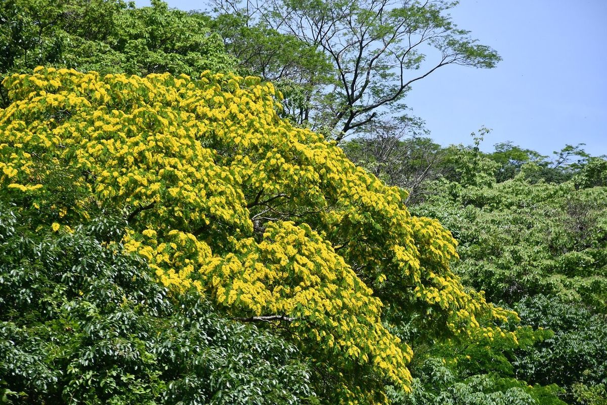 Copa florecida de amarillo sobre el dosel verde del bosque.