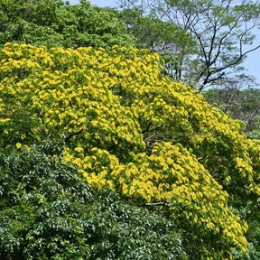 Copa florecida de amarillo sobre el dosel verde del bosque.
