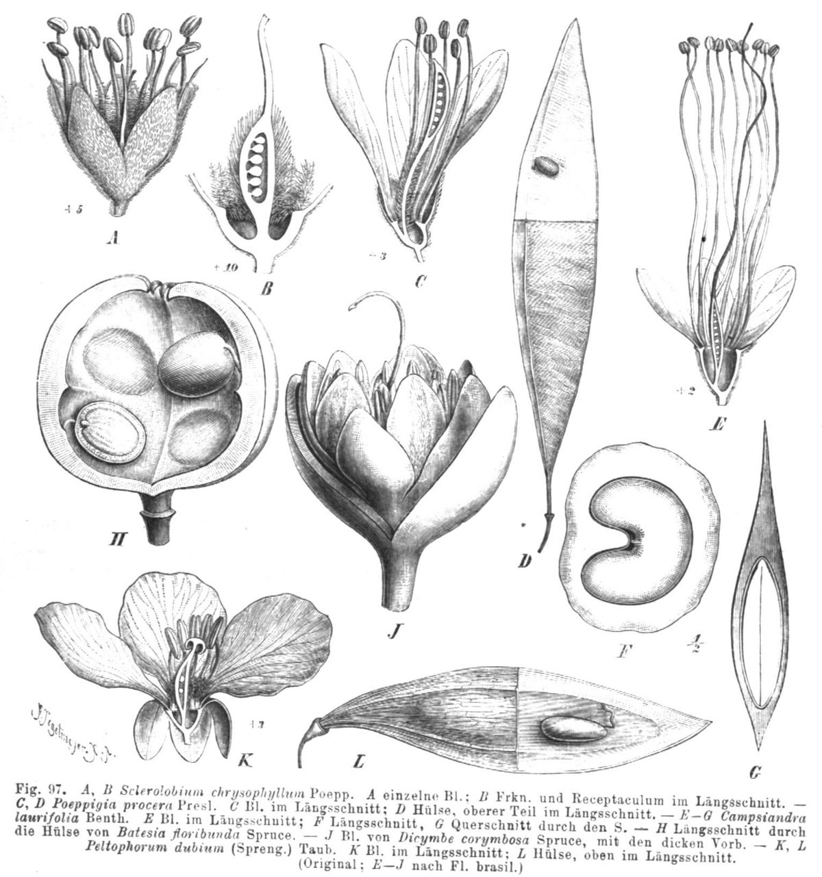 Lámina botánica con el detalle de la flor, el fruto y la semilla.